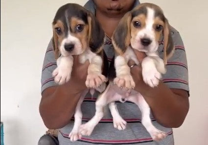 Beagle pet shop in bangalore
