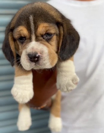 Buy Beagle puppies online from bangalore
