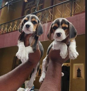 Beagle puppies for sale online in bangalore
