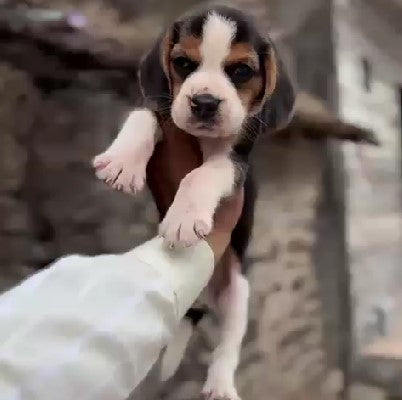 Beagle dog price in Chennai
