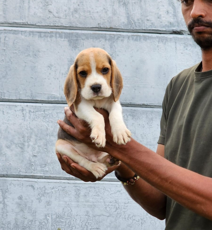 Beagle dog price in mumbai
