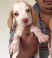 Beagle puppies for sale online in goa
