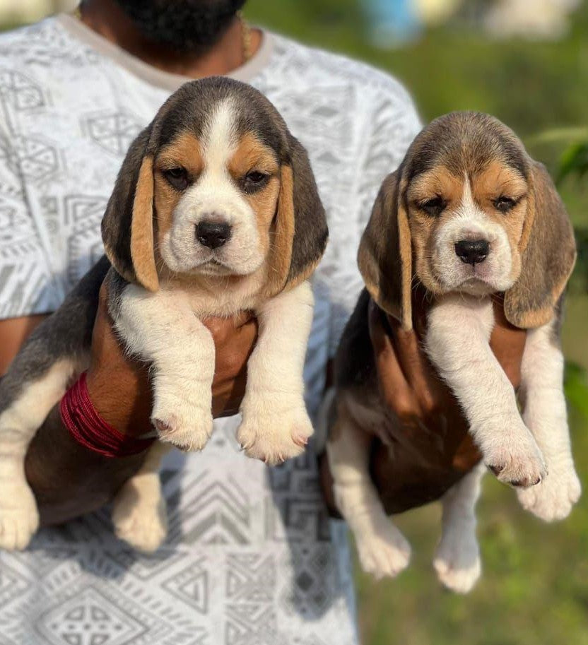 Buy beagle puppies from mumbai