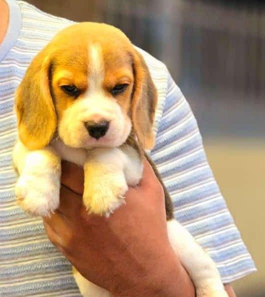 Beagle puppies for sale online in mumbai