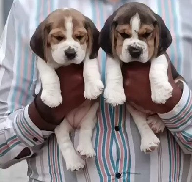 One Male & One Female Beagle Puppies For Sale At Aundh - Pune