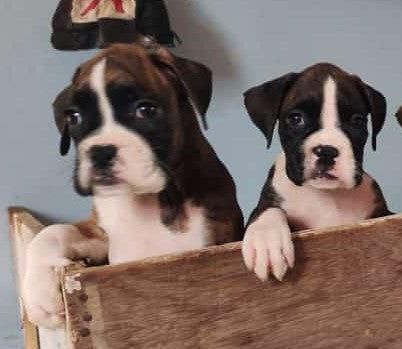 Boxer dog price in mumbai