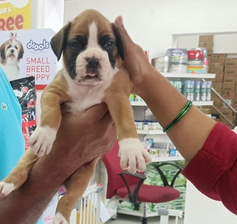 purchase boxer puppies from goa