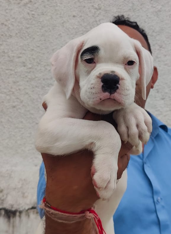 Boxer price in Hyderabad
