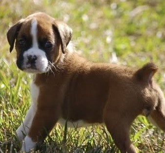 Boxer puppies for sale online in Hyderabad
