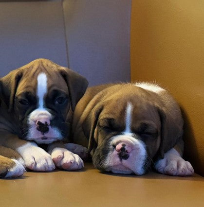 Boxer Price In India puppies for sale in India