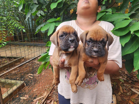 Boxer dog breeder in mumbai