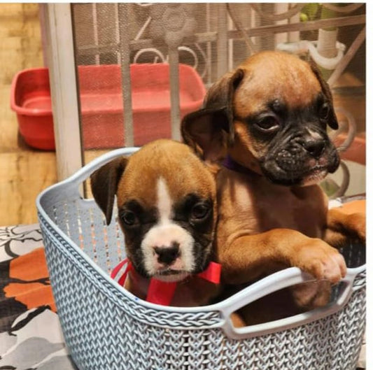 Boxer puppy price in mumbai
