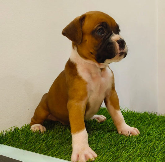 Fawn Coloured Boxer Puppy For Sale At Mumbai