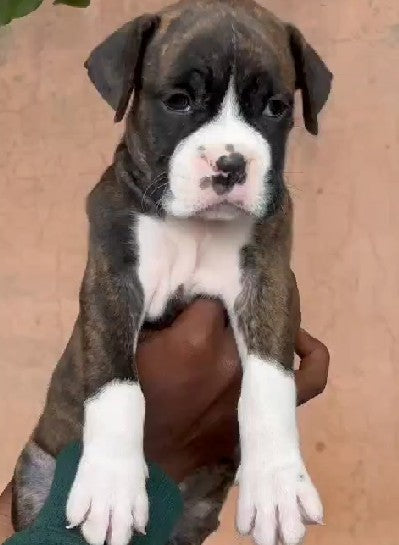 Boxer dog price in mumbai