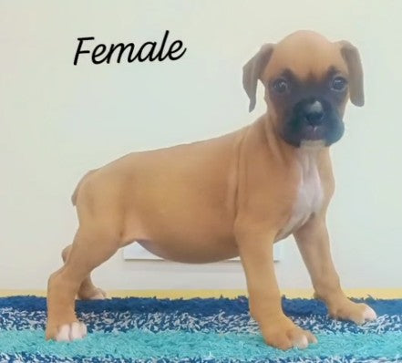 Boxer puppy price in ahmedabad