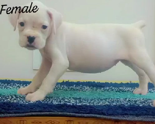 Boxer dog breeder in ahmedabad