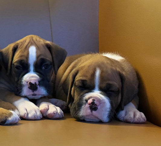 Boxer Male & Female Pair Available For Sale At Dapodi - Pune.
