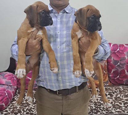 Boxer Male & Female Pair Available For Sale At Dapodi - Pune.