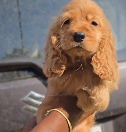 Buy Cocker spaniel puppies online from Chennai
