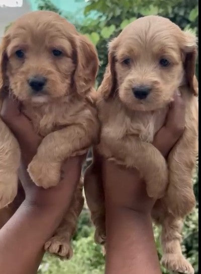 Cocker Spaniel price in Kolkata

