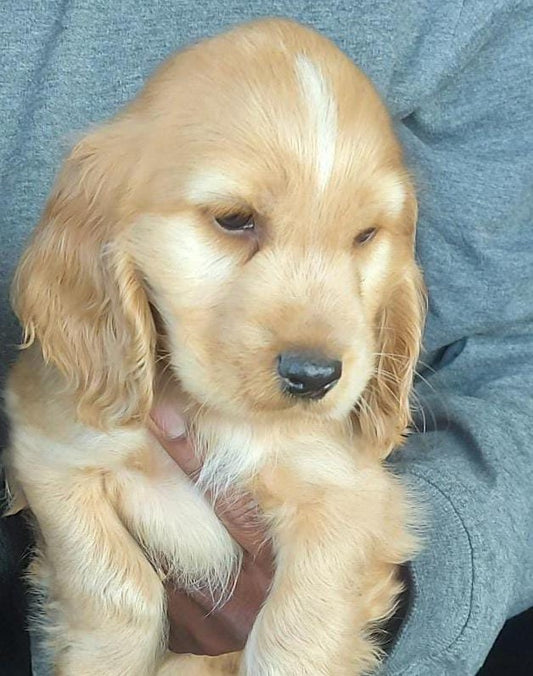 Cocker Spaniel pet shop in Kolkata
