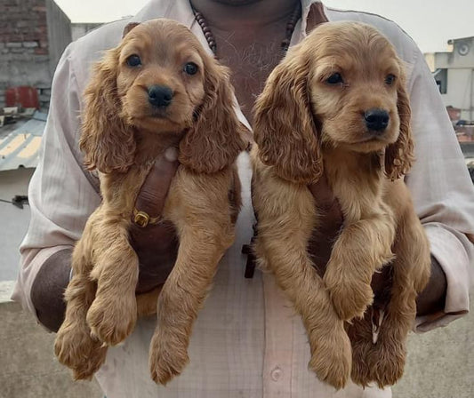 Cocker Spaniel dog price in Kolkata