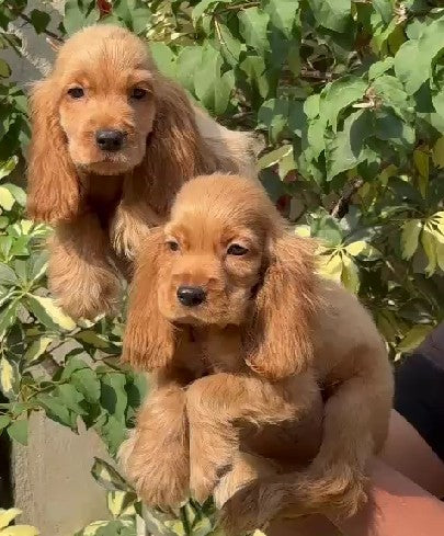 Cocker Spaniel dog price in bangalore
