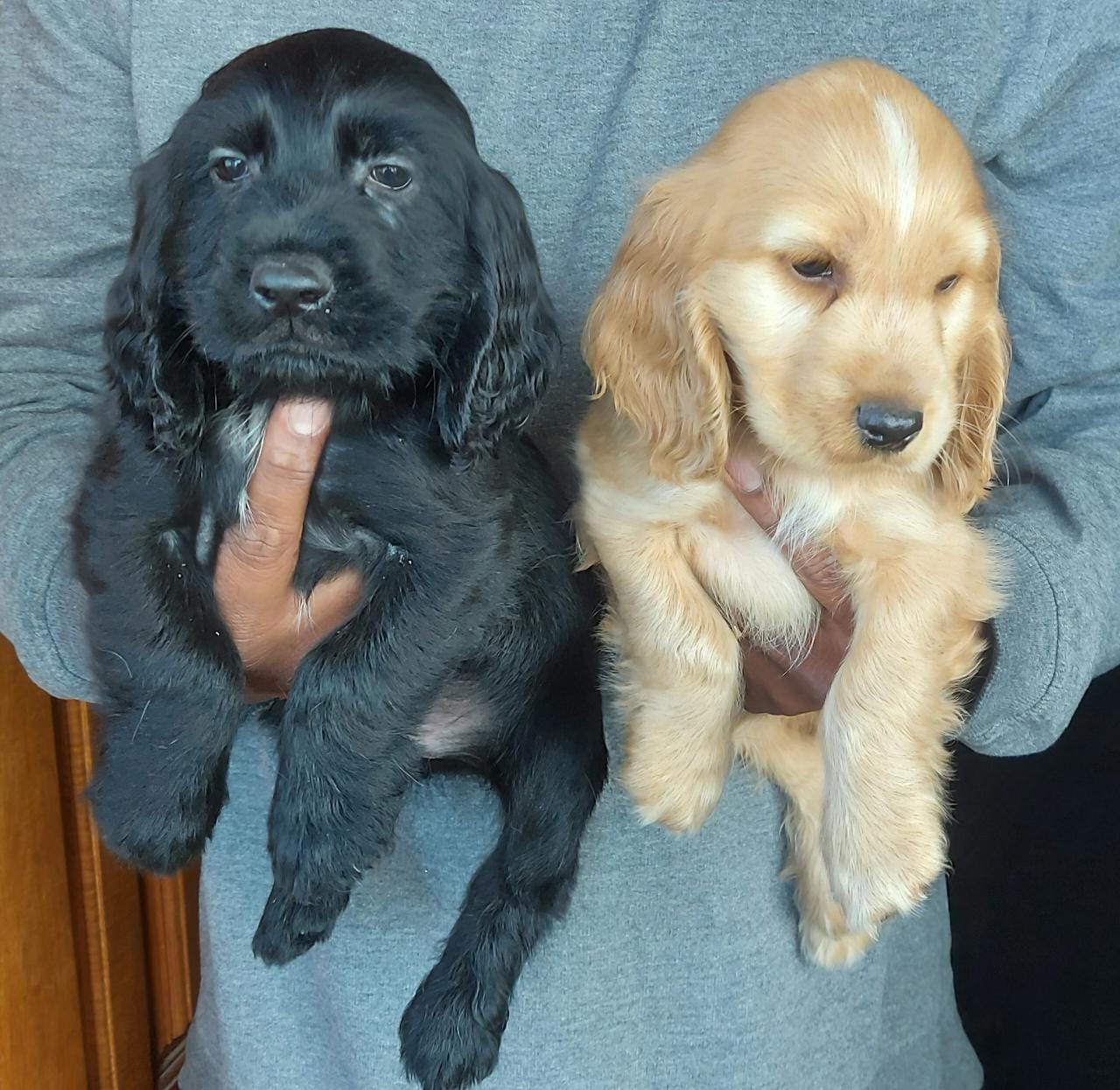 Cocker Spaniel price in Hyderabad
