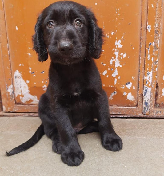 cocker spaniel dog price in mumbai