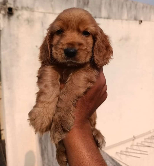 Cocker spaniel puppies for sale online in mumbai