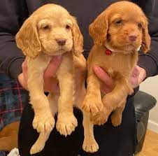 cocker spaniel dog price in mumbai