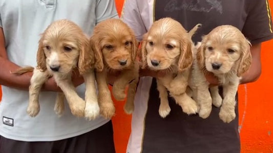 cocker spaniel puppy for sale in mumbai