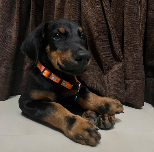 Doberman pet shop in bangalore
