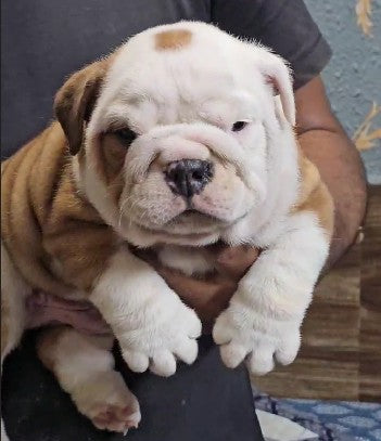 English Bulldog puppies for sale online in bangalore