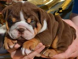 English Bulldog price in Hyderabad
