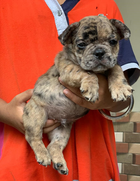 Buy English Bulldog puppies online from Hyderabad
