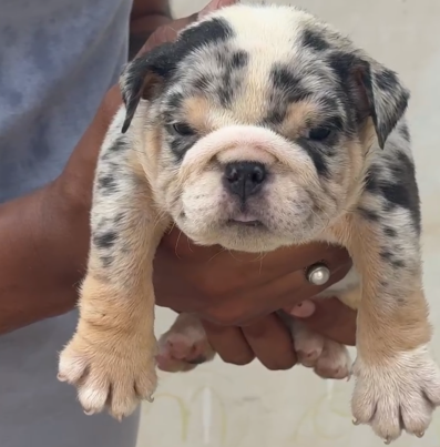 English bulldog price in jaipur