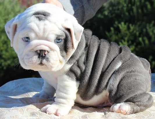 English bulldog puppy price in jaipur