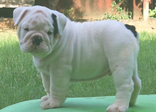 KCI registered english bulldog puppies price in jaipur