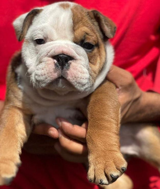 english bulldog price in mumbai