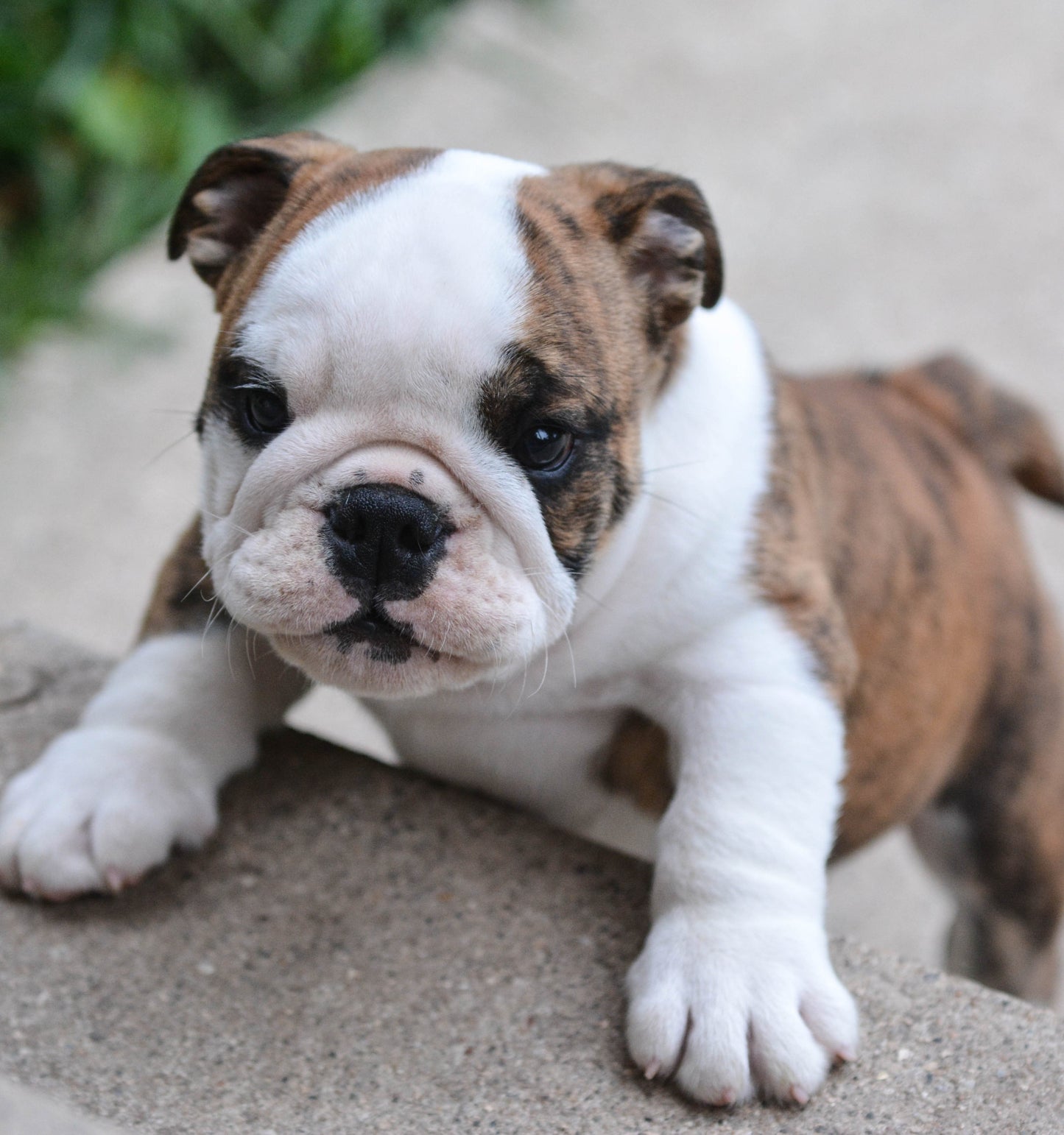 45 days Old English Bulldog Puppy For Sa;e At Baner - Pune