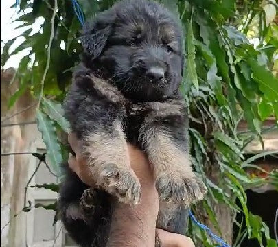 German shepherd dog breeder in ahmedabad