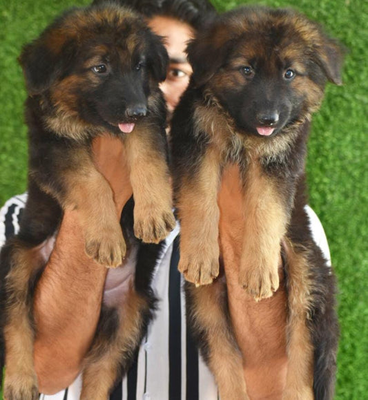 German Shepherd price in bangalore

