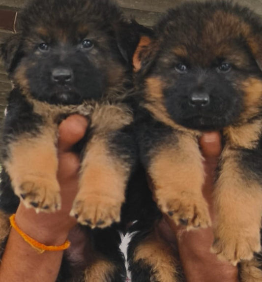 Buy German Shepherd puppies online from bangalore
