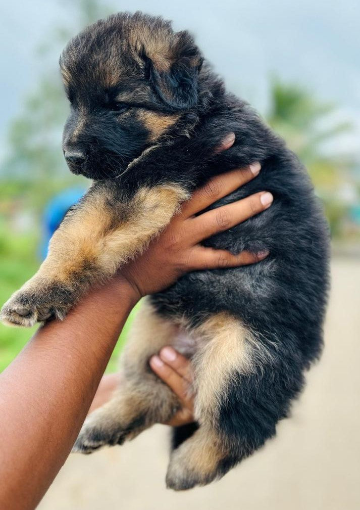German Shepherd pet shop in Hyderabad
