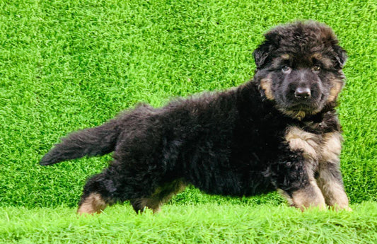 Buy German Shepherd puppies online from Hyderabad
