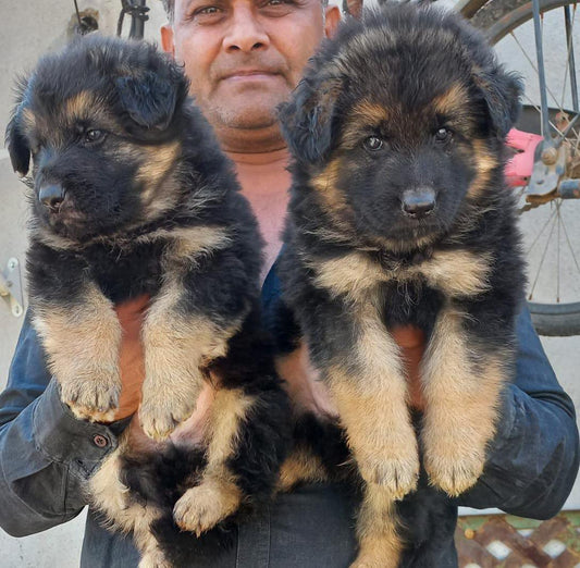 German Shepherd puppies for sale online in Hyderabad
