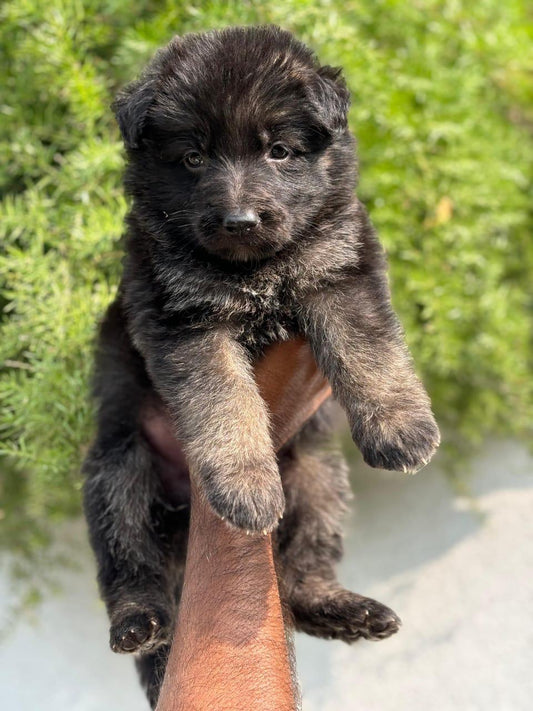 German shepherd dog for sale in jaipur