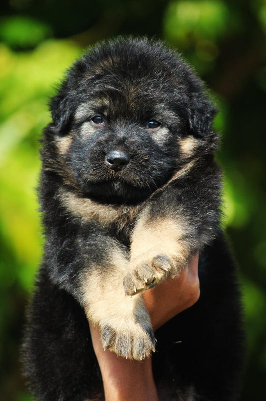 Buy German Shepherd Puppies From Mumbai