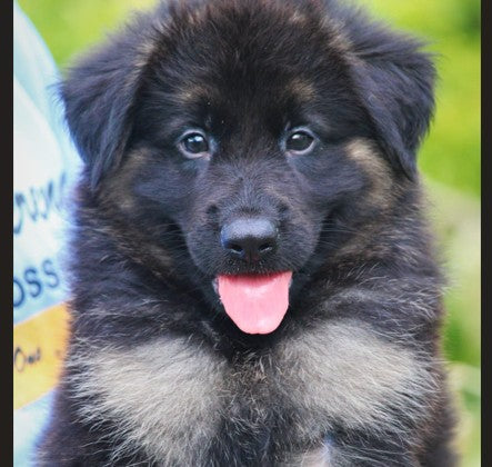 German shepherd pet shop in ahmedabad 
